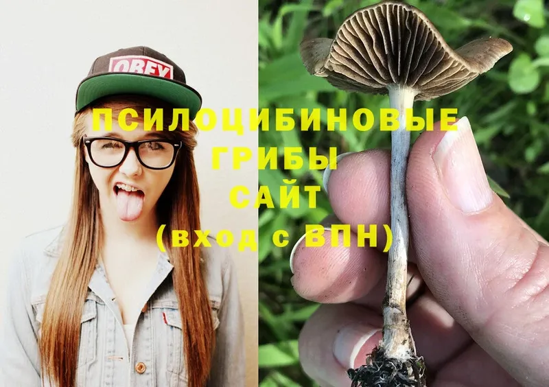 Галлюциногенные грибы Psilocybe  Каменногорск 